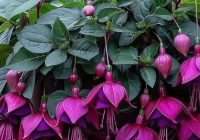 Risale Dersi 2126: Emirdağ Lahikası 72(115-116-117.mektup) Risale Dersi 2126: Emirdağ Lahikası 72(115-116-117.mektup)