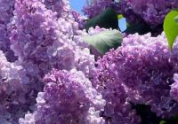 Risale Dersi 2125: Emirdağ Lahikası 71(111-112-113-114.mektup) Risale Dersi 2125: Emirdağ Lahikası 71(111-112-113-114.mektup)