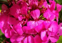 Risale Dersi 2152: Emirdağ Lahikası 98(166-167.mektup) Risale Dersi 2152: Emirdağ Lahikası 98(166-167.mektup)