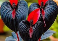 Risale Dersi 2136: Emirdağ Lahikası 82(144.mektup) Risale Dersi 2136: Emirdağ Lahikası 82(144.mektup)