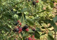 Risale Dersi 2150: Emirdağ Lahikası 96(163.mektup) Risale Dersi 2150: Emirdağ Lahikası 96(163.mektup)