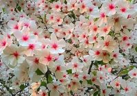 Risale Dersi 2131: Emirdağ Lahikası 77(133-134-135-136-137.mektup) Risale Dersi 2131: Emirdağ Lahikası 77(133-134-135-136-137.mektup)