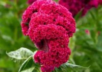 Risale Dersi 2135: Emirdağ Lahikası 81(142-143-144.mektup) Risale Dersi 2135: Emirdağ Lahikası 81(142-143-144.mektup)