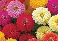 Risale Dersi 2134: Emirdağ Lahikası 80(140-141.mektup) Risale Dersi 2134: Emirdağ Lahikası 80(140-141.mektup)