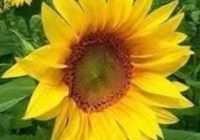 Risale Dersi 2138: Emirdağ Lahikası 84(145-146.mektup) Risale Dersi 2138: Emirdağ Lahikası 84(145-146.mektup)