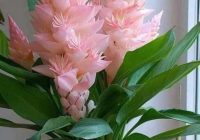 Risale Dersi 2133: Emirdağ Lahikası 79(140.mektup) Risale Dersi 2133: Emirdağ Lahikası 79(140.mektup)