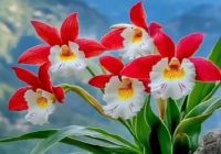 Risale Dersi 2144: Emirdağ Lahikası 90(153.mektup) Risale Dersi 2144: Emirdağ Lahikası 90(153.mektup)