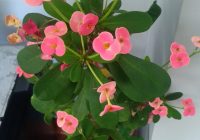 Risale Dersi 2154: Emirdağ Lahikası 100(168-169.mektup) Risale Dersi 2154: Emirdağ Lahikası 100(168-169.mektup)