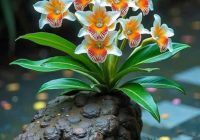 Risale Dersi 2165: Emirdağ Lahikası 111(189.mektup) Risale Dersi 2165: Emirdağ Lahikası 111(189.mektup)