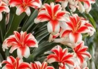 Risale Dersi 2162: Emirdağ Lahikası 108(185.mektup) Risale Dersi 2162: Emirdağ Lahikası 108(185.mektup)