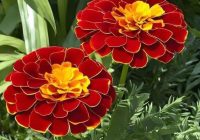 Risale Dersi 2164: Emirdağ Lahikası 110(188.mektup) Risale Dersi 2164: Emirdağ Lahikası 110(188.mektup)