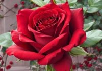 Risale Dersi 2171: Emirdağ Lahikası 117(197.mektup) Risale Dersi 2171: Emirdağ Lahikası 117(197.mektup)