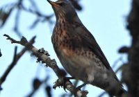 Risale Dersi 2166: Emirdağ Lahikası 112(190-191.mektup) Risale Dersi 2166: Emirdağ Lahikası 112(190-191.mektup)